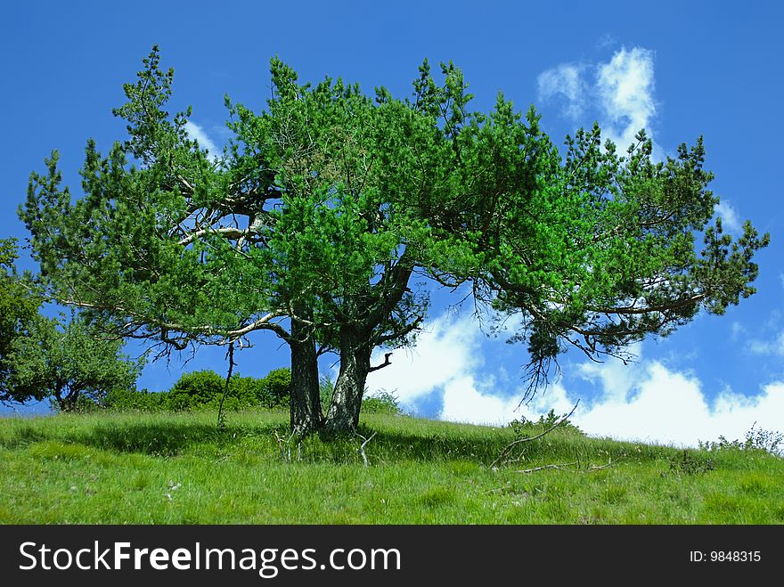 Bright green pine tree on a blue sky