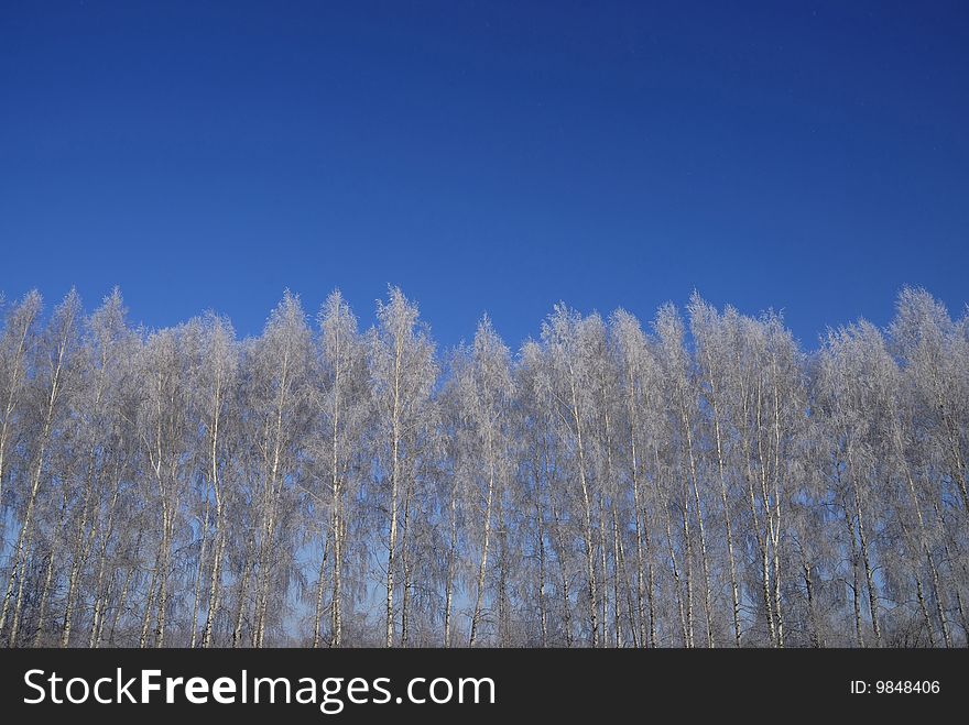 Snowcovered Birch Tree Against Of The Blue Sky