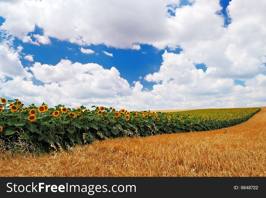 Sunflowers with cloudy sky