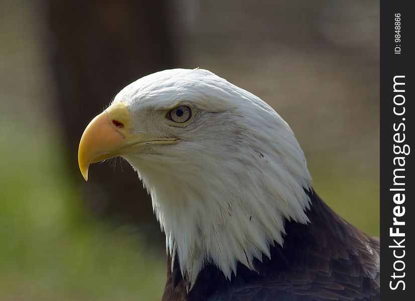 American bald eagle portrait, ZOO Prague