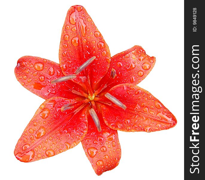 Red daylily with raindrops close-up isolated