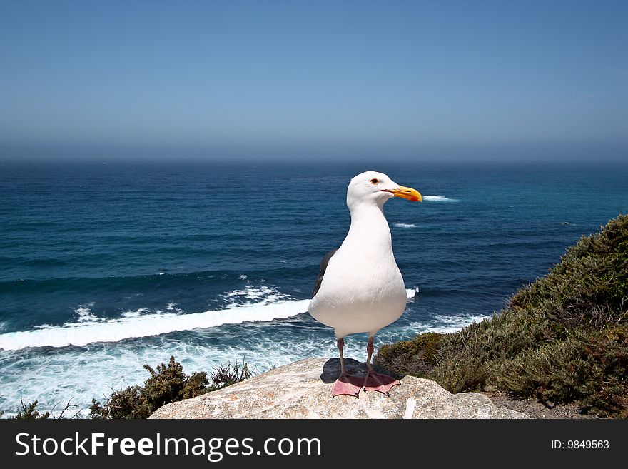 A seagull posing in the Big Sur area on the Californian coast.