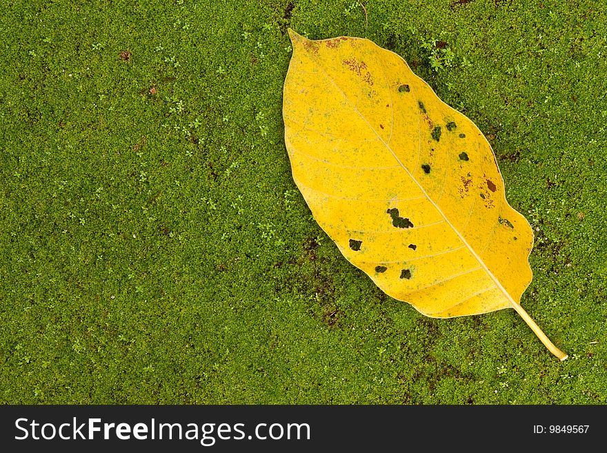 Yellow tropical leaf on mossy ground in forest of Thailand. Yellow tropical leaf on mossy ground in forest of Thailand