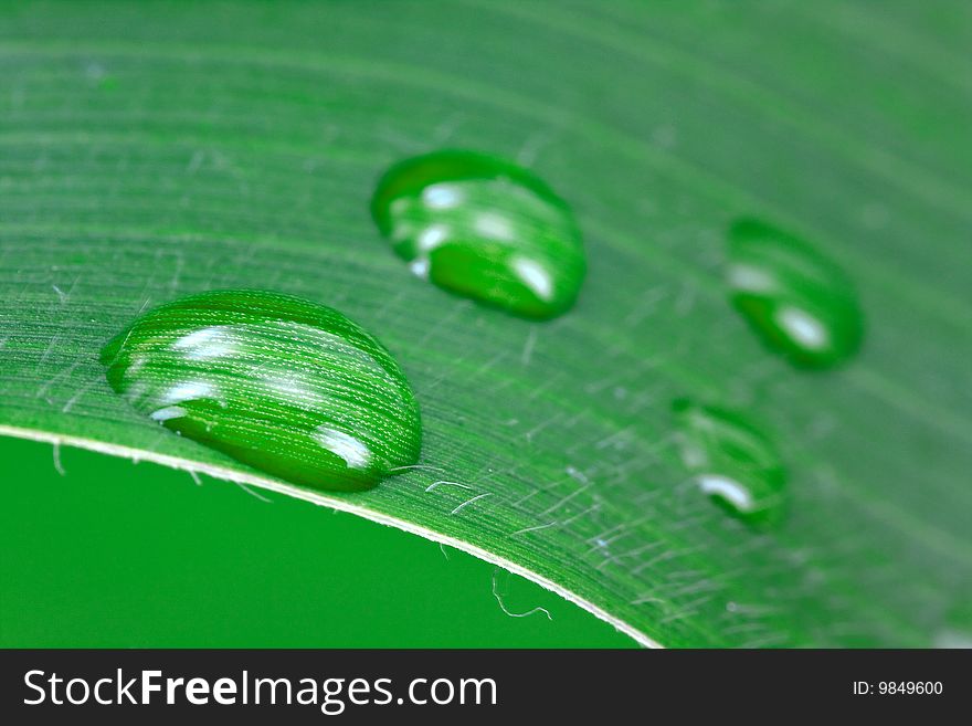 A green leaf with water drops