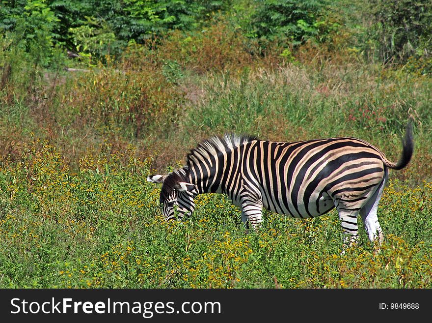 Zebra grazes in bushveld in Africa. Zebra grazes in bushveld in Africa.