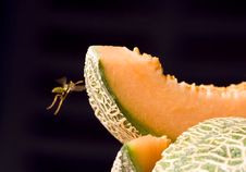 The Wasp And The Melon Royalty Free Stock Images