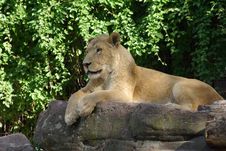 Lion Lady Stock Image