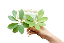 The Female Hand Holds Leaves And Dollar Royalty Free Stock Photography