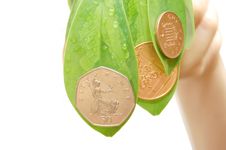 The Female Hand Holds Leaves And A Coins Stock Photos