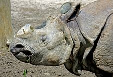 Great Indian Rhinoceros 2 Stock Image
