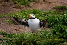 Puffin Flapping Its Wings Royalty Free Stock Photo