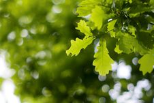 Fresh Oak Leaves Royalty Free Stock Photo Fresh Oak Leaves Royalty Free Stock Photo