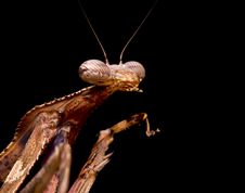 Peacock Praying Mantis Stock Images Peacock Praying Mantis Stock Images