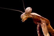 Peacock Praying Mantis Stock Photography Peacock Praying Mantis Stock Photography