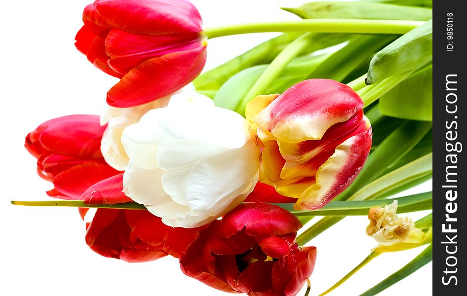 Colored tulips isolated over white