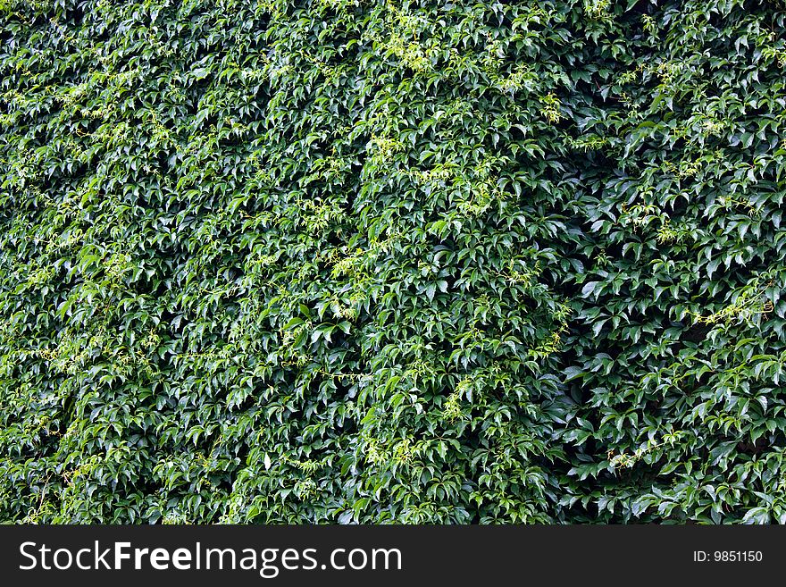 Green Ivy Wall