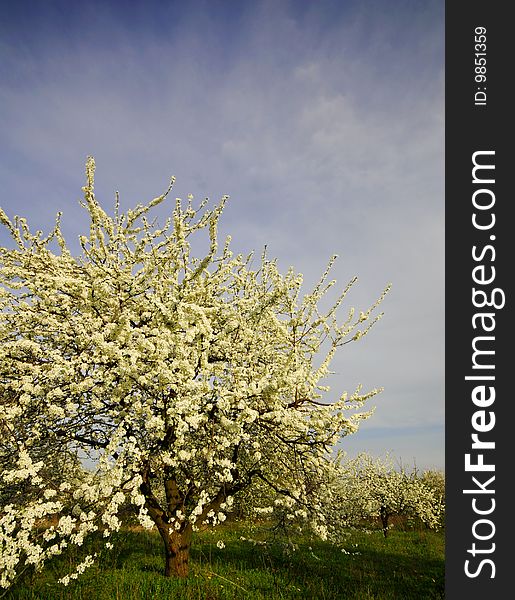 Blossoming trees in  garden on  background of  blue sky, spring