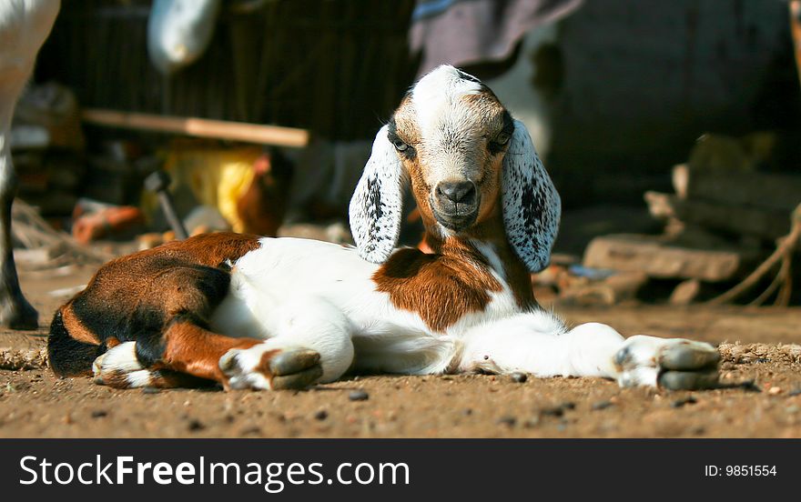 Brown And White Pygmy Goat Lying On The Ground