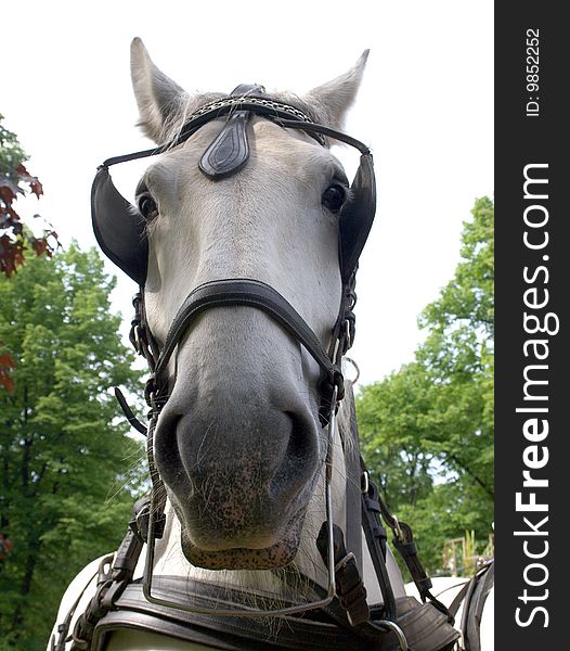 Color photo of a horse muzzle harness