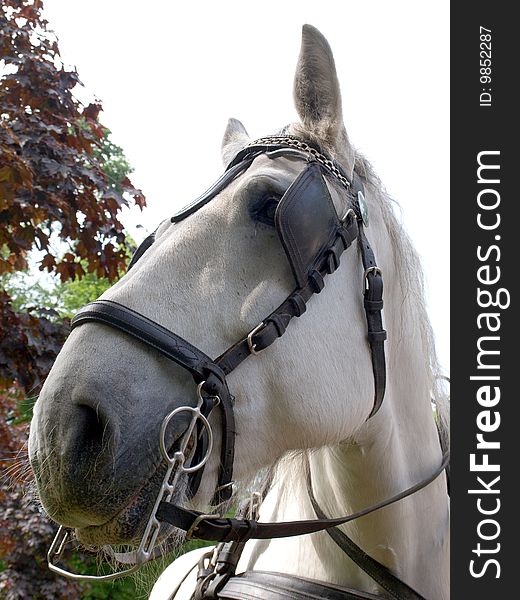 Color photo of a horse muzzle harness. Color photo of a horse muzzle harness