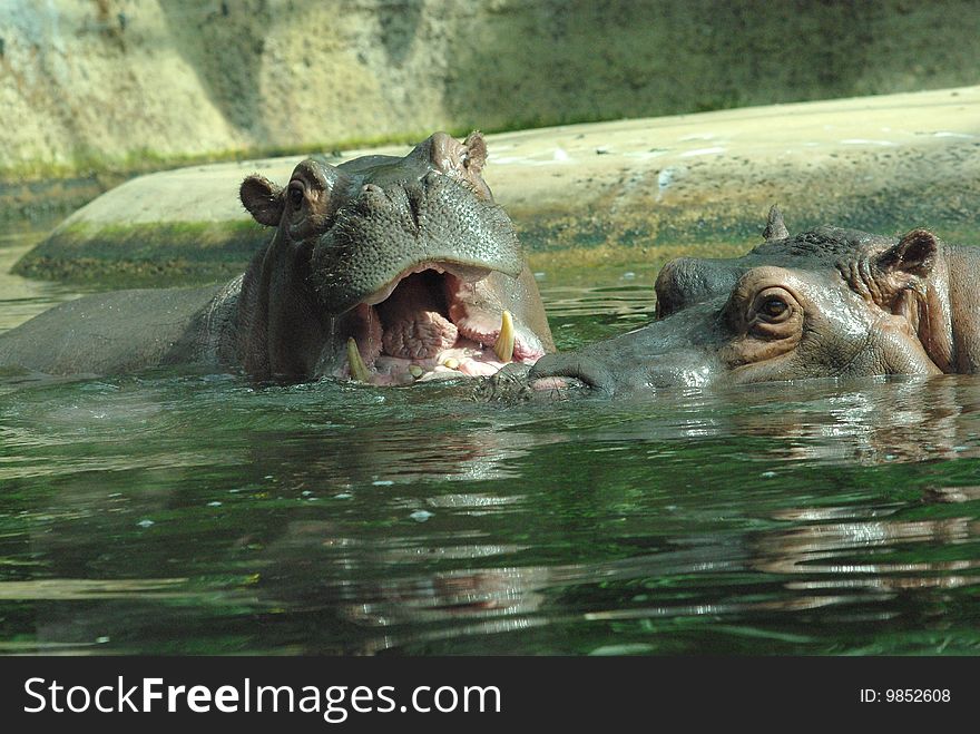Hippopotamus in zoo Berlin, Germany