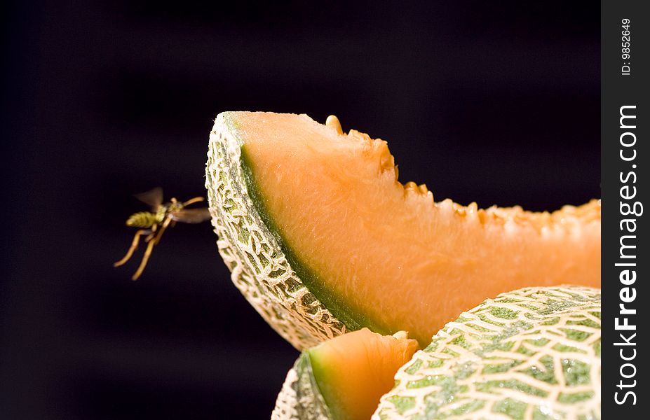 The wasp and the melon
