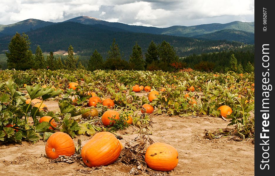 Field of pumpkins with mountains and clouds. Field of pumpkins with mountains and clouds