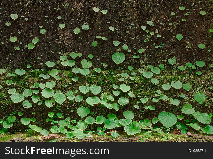 Small plants on mossy ground