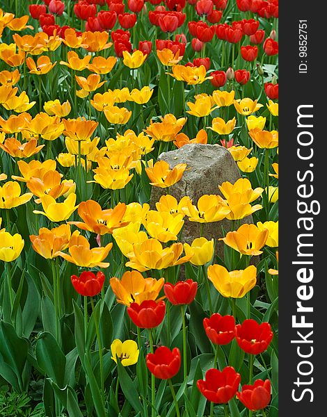 Colorful tulips and stone in botanical garden