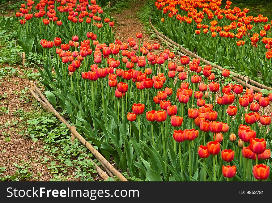 Row of red tulips in botanical gsrden. Row of red tulips in botanical gsrden