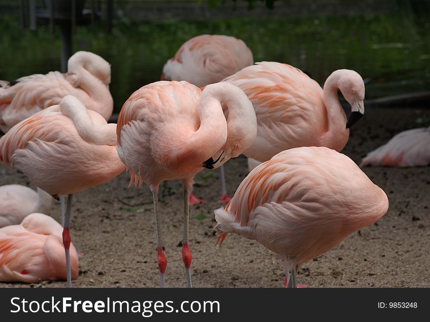 Group of pink flamingos staying arround