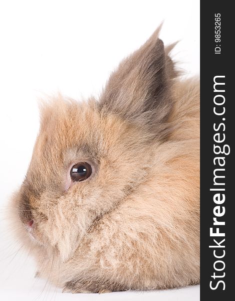 Brown-white bunny, isolated on white