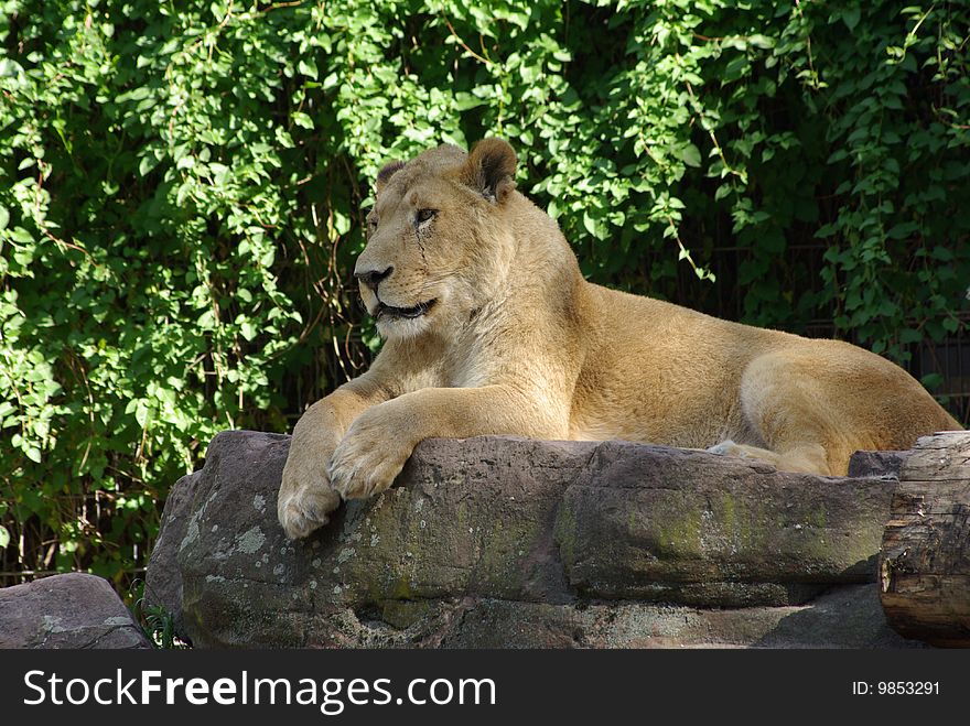 Lion lady laying on a rock