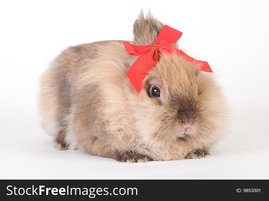 Brown bunny with red bow tie, isolated on white. Brown bunny with red bow tie, isolated on white