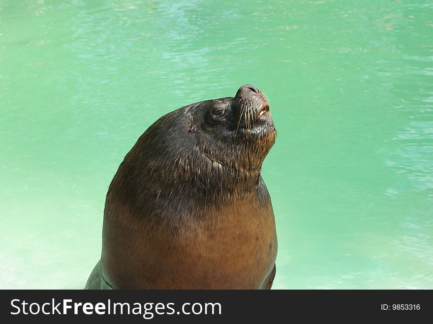 Sealion in the water holding his head up