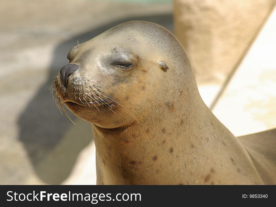 A young sealion is sleeping in the sun