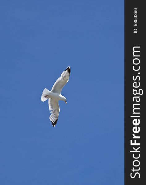 Seagull flying high in a blue sky. Seagull flying high in a blue sky