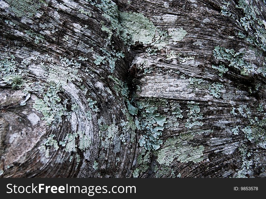 Close up of bark and lichen on a tree