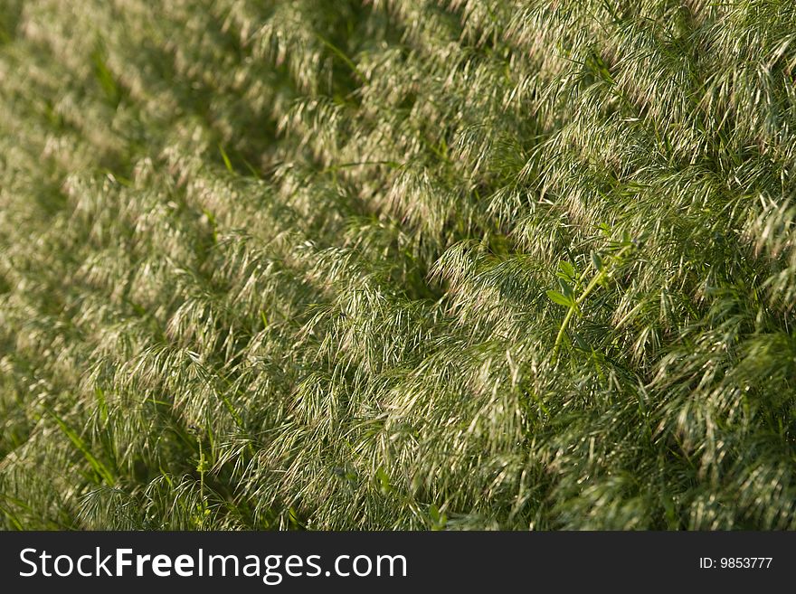 Background of green brome grass field with shallow depth of field. Background of green brome grass field with shallow depth of field