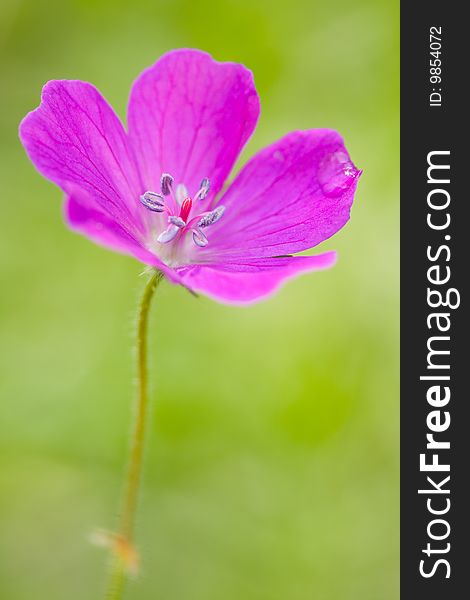 Beautiful geranium with dew drop .