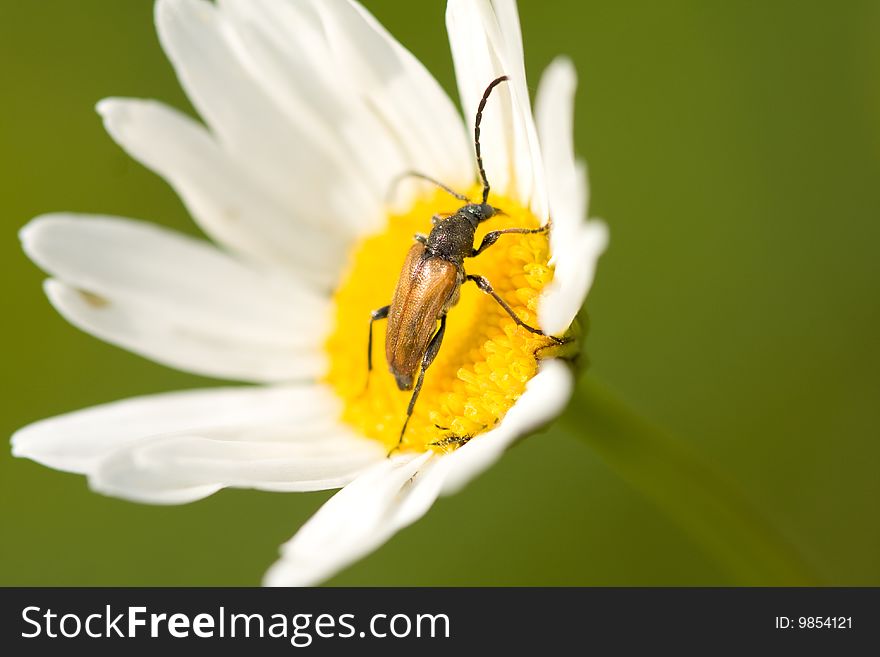 Beetle sits on the camomile flower. Beetle sits on the camomile flower