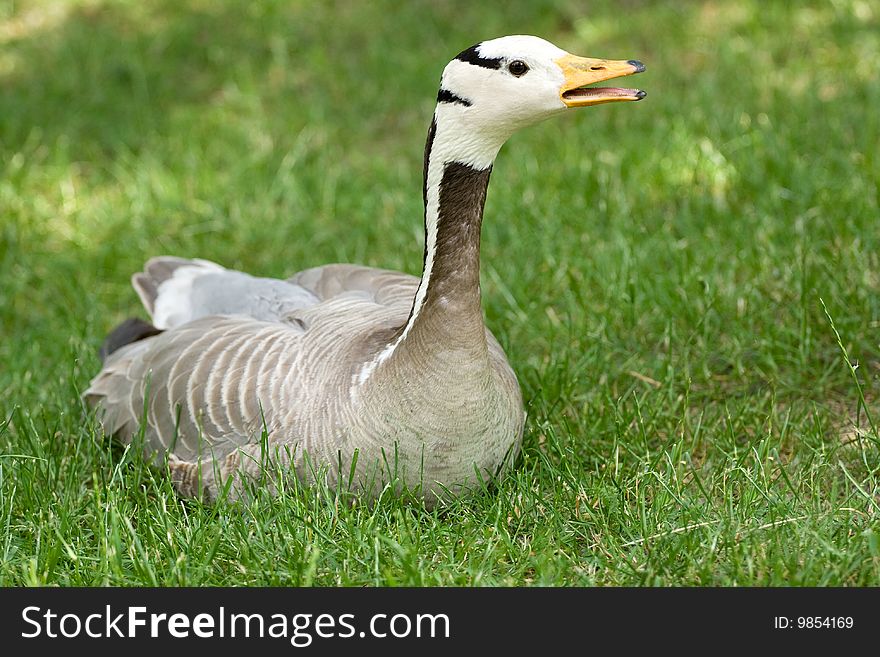 Goose resting on the green grass. Goose resting on the green grass