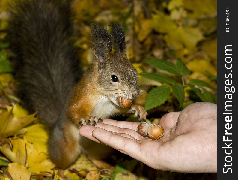 Squirrel takes a nut from hands of the man