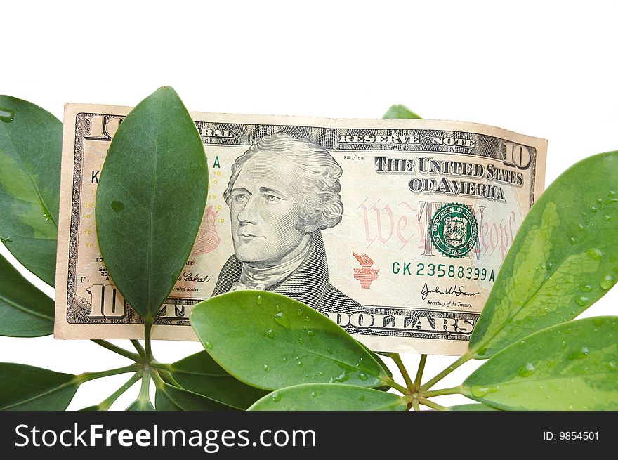 Green leaves and dollar on a white background