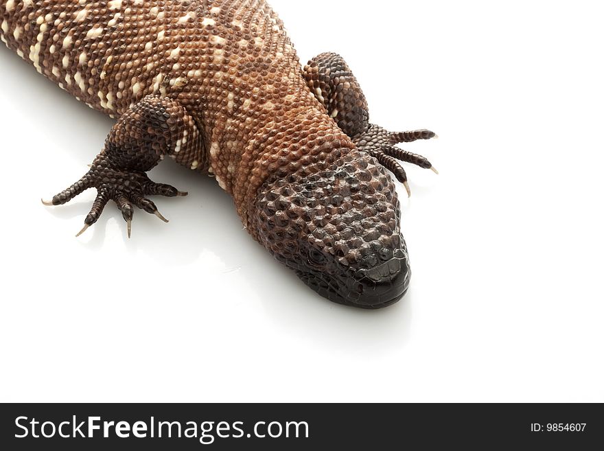 Mexican Beaded Lizard (Heloderma horridum) isolated on white background.