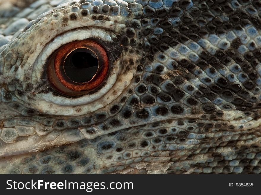 Blue Tree Monitor Lizard (Varanus macraei) isolated on white background.