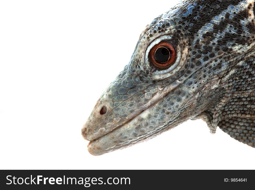 Blue Tree Monitor Lizard (Varanus macraei) isolated on white background.