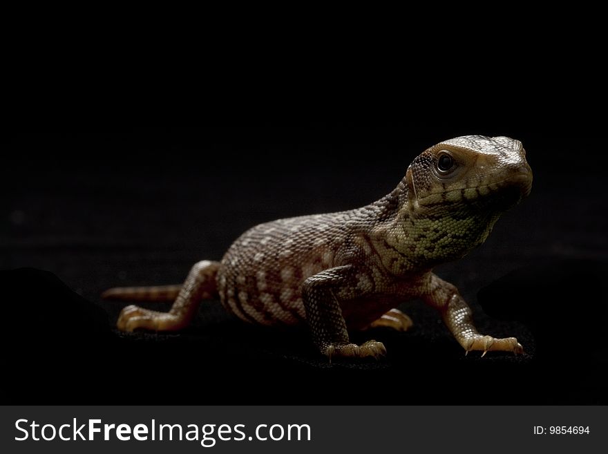 Juvenal savannah monitor (Varanus exanthematicus) isolated on black background.