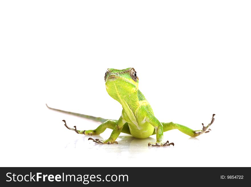 Knight Anole (Anolis equestris) isolated on white background.