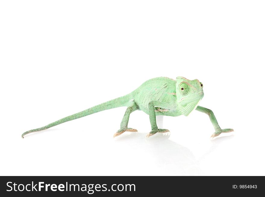 Veiled Chameleon (Chamaeleo calyptratus) isolated on white background.